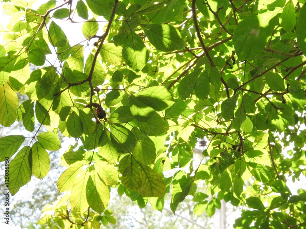 Obraz premium sunlight pass tree leaves ,shade and shadow