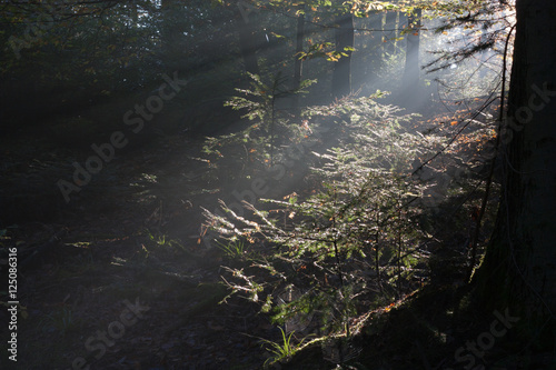 Seitlich einfallendes Licht im Wald