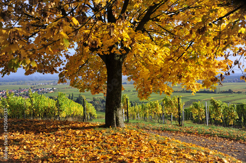 Herbst an der südlichen Weinstraße von Rheinland - Pfalz. 