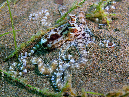 Octopus © vodolaz