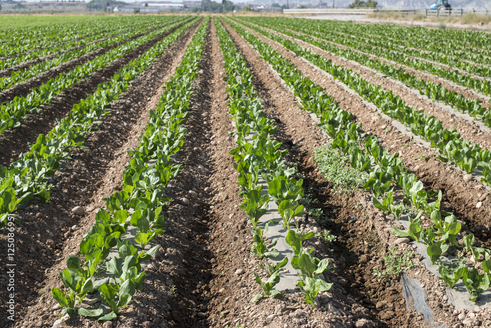 Obraz premium Lettuce field in rows