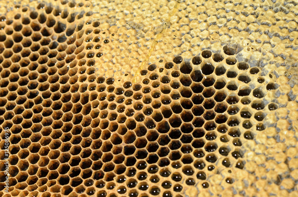 Bienenwabe gefüllt Bienenwabe gefüllt