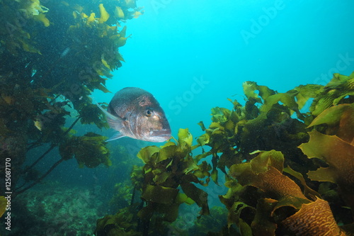 Adult australasian snapper Pagrus auratus swimming among rocks covered with brown kelp Ecklonia radiata.