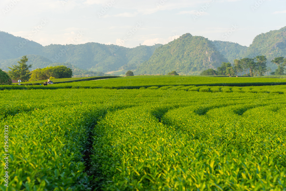 Green tea farm curve and mountain, Chiang Rai