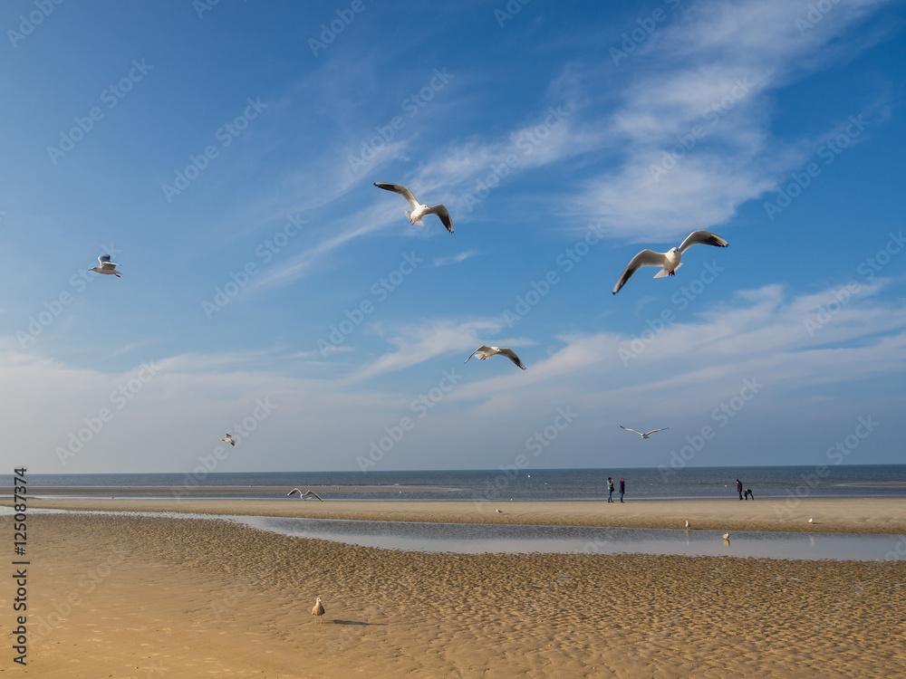Möwen fliegen am Nordseestrand