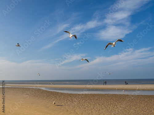 M  wen fliegen am Nordseestrand