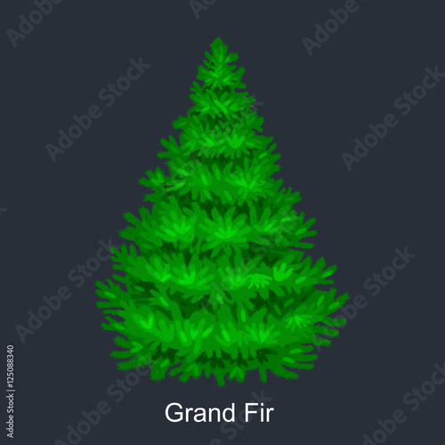 Christmas vector tree like grand fir for New year celebration without holiday decoration, evergreen xmas plants