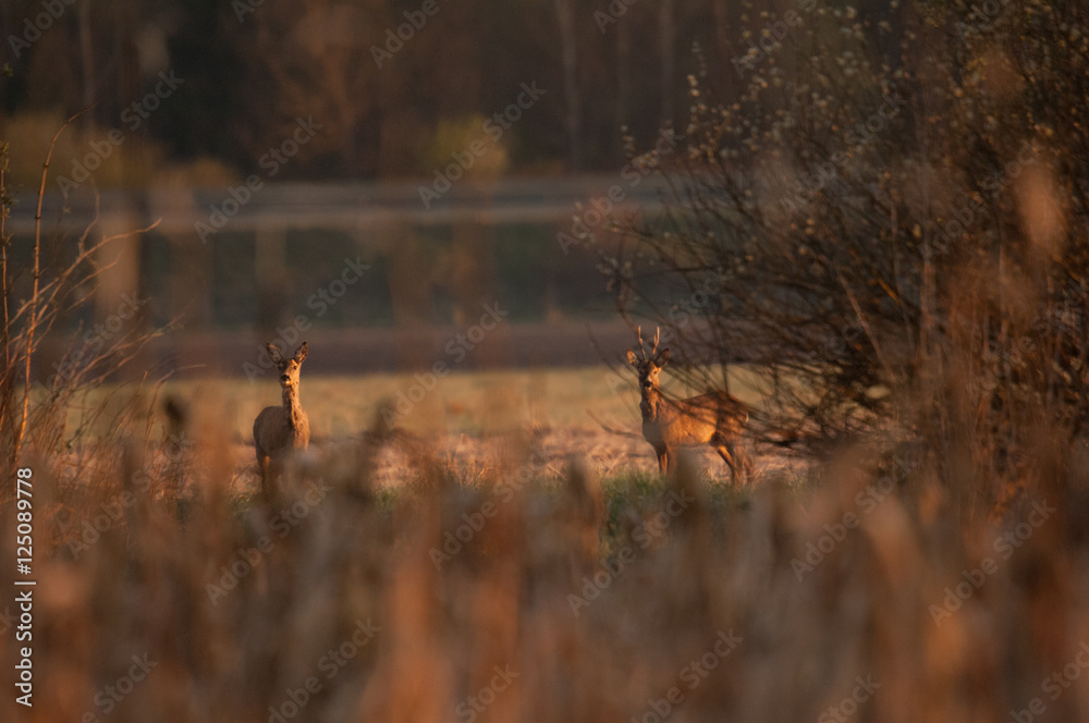 Fototapeta premium Rehe beim beobachten 