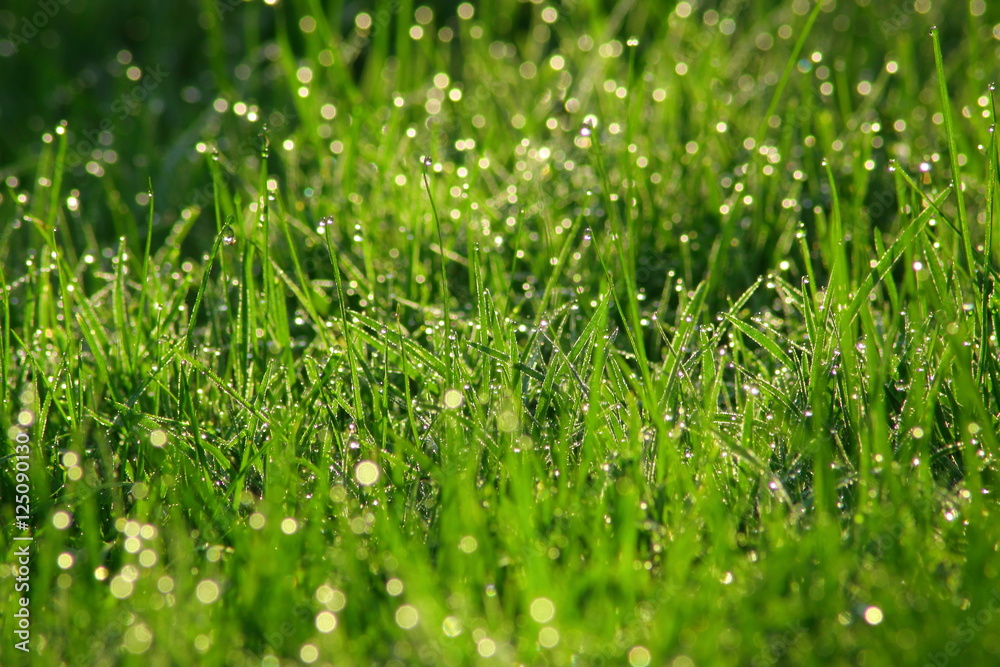 Naklejka premium trawa w deszczu
