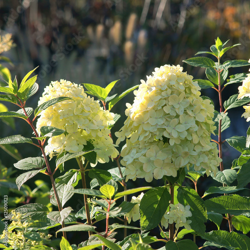 Hydrangea paniculata Limelight photo