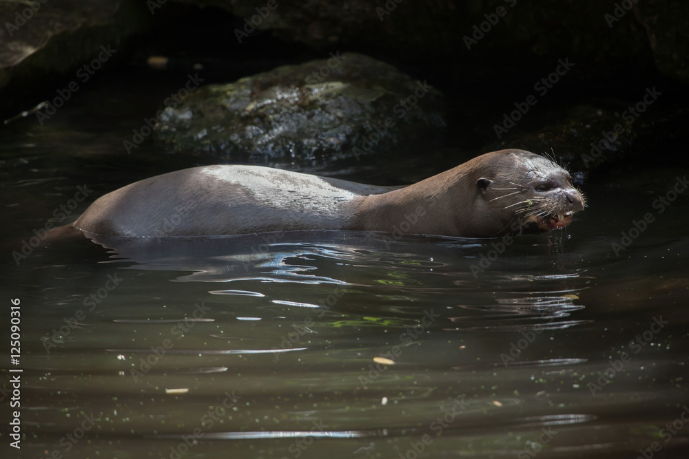 Obraz premium Giant otter (Pteronura brasiliensis).