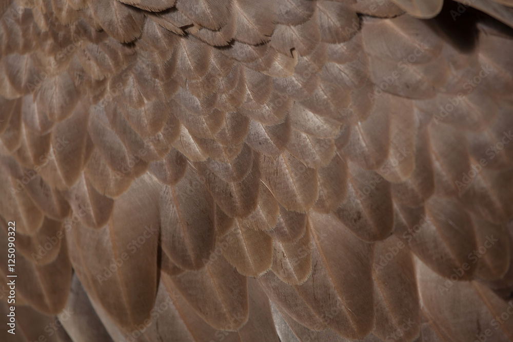 Fototapeta premium Griffon vulture (Gyps fulvus). Plumage texture