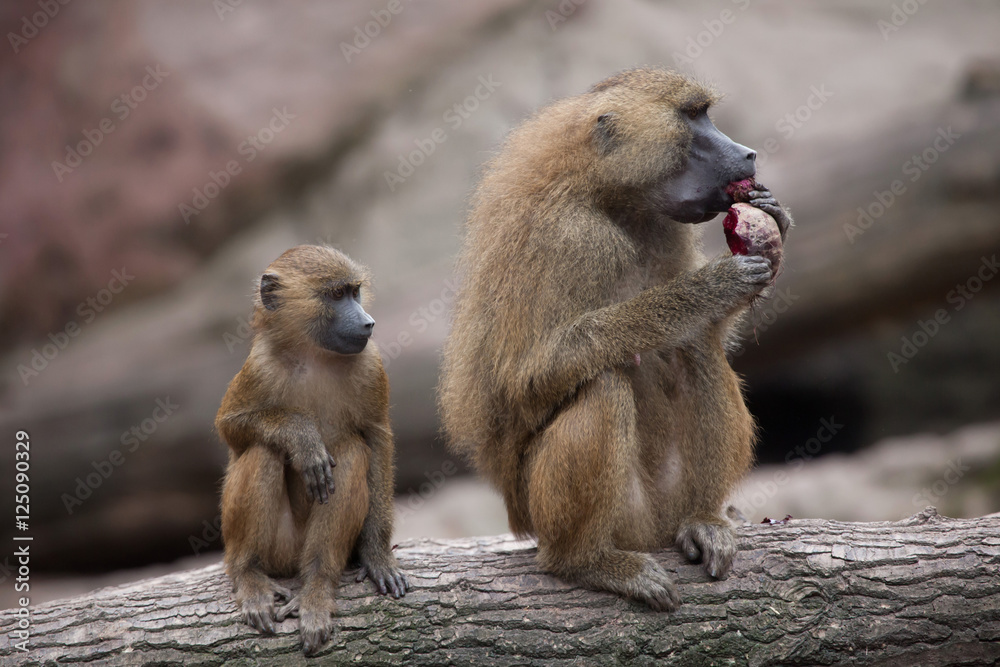 Fototapeta premium Guinea baboon (Papio papio).