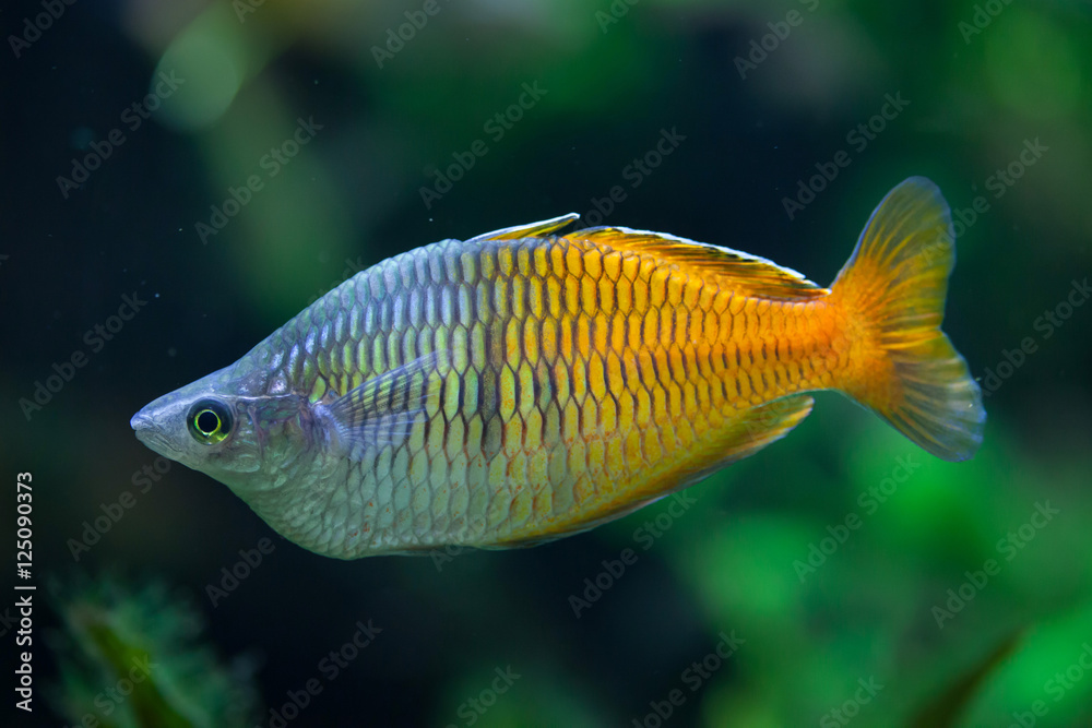 Boeseman's rainbowfish (Melanotaenia boesemani). Boeseman's rainbowfish (Melanotaenia boesemani).