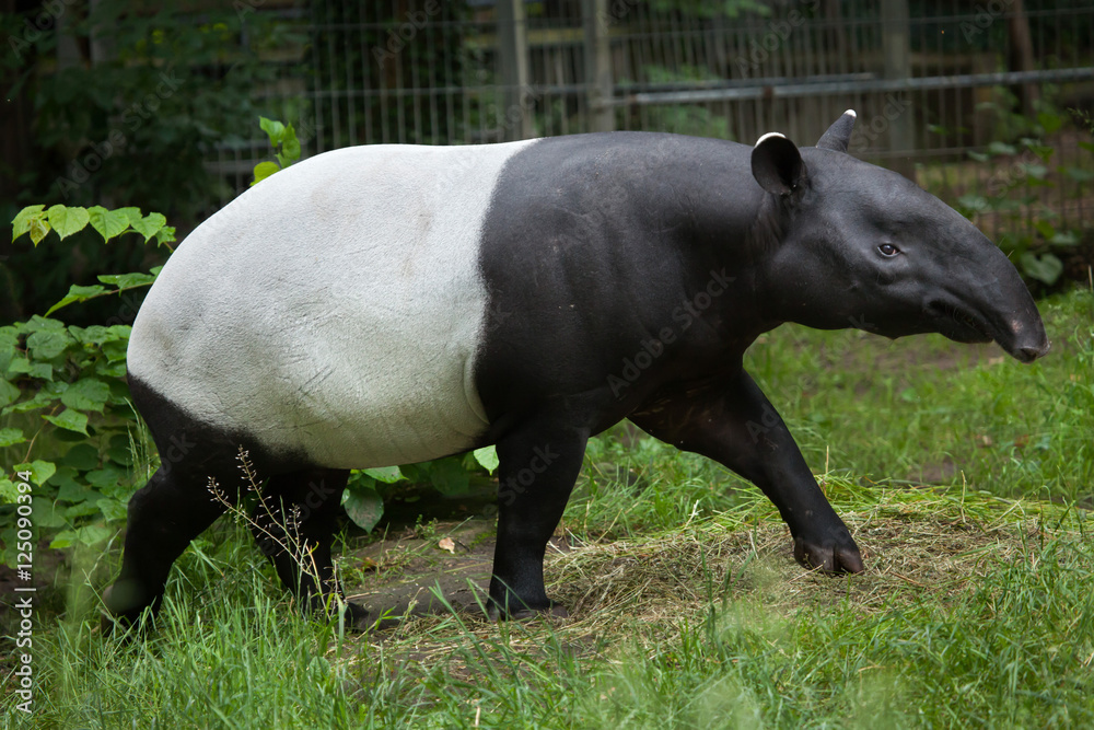 Malayan tapir (Tapirus indicus). Malayan tapir (Tapirus indicus).