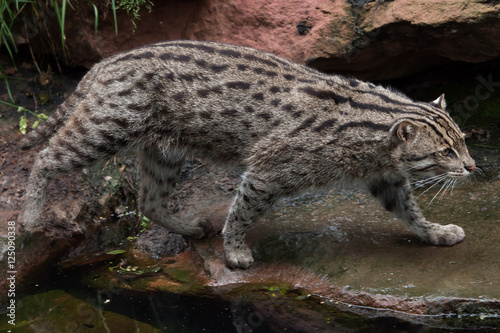 Fishing cat (Prionailurus viverrinus).