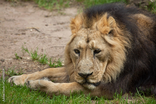 Fototapeta Naklejka Na Ścianę i Meble -  Asiatic lion (Panthera leo persica).