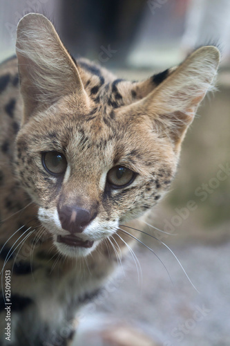 Sticker Serval (Leptailurus serval)