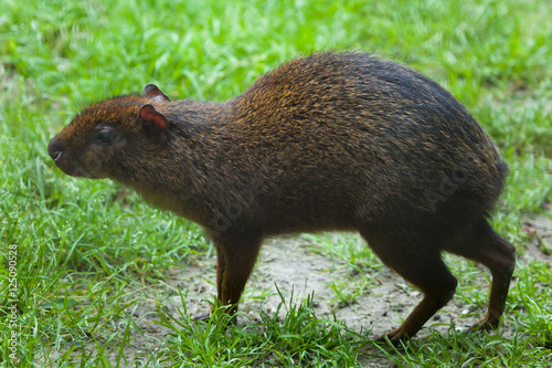 Central American agouti (Dasyprocta punctata) photo