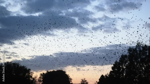 thousands of birds flying in the sky above the town