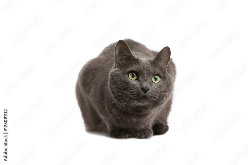 Gray cat with green eyes, Russian blue cat