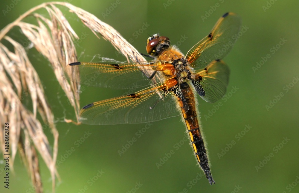 European Four-spotted Chaser dragonfly (Libellula quadrimaculata), dorsal view. European Four-spotted Chaser dragonfly (Libellula quadrimaculata), dorsal view.