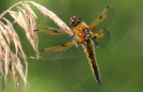 European Four-spotted Chaser dragonfly (Libellula quadrimaculata), dorsal view.  © gerwbosma