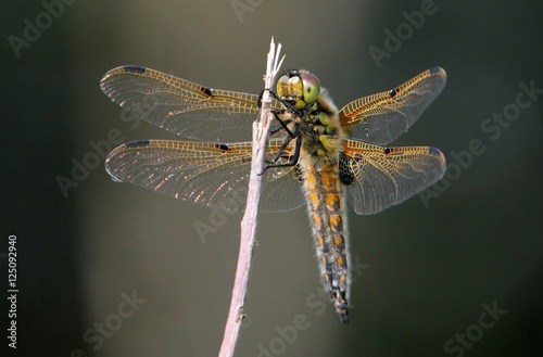 European Four-spotted Chaser dragonfly (Libellula quadrimaculata), ventral view. 
