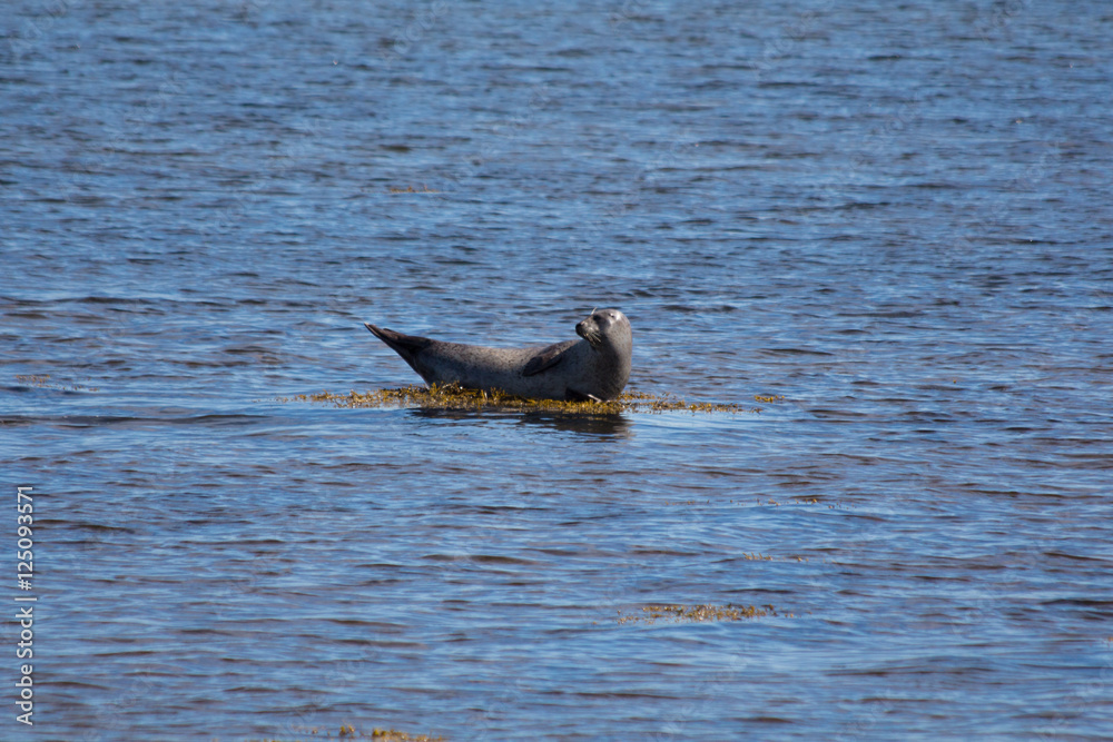 Fototapeta premium Seelöwe