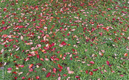 Rotes Laub auf grüner Wiese