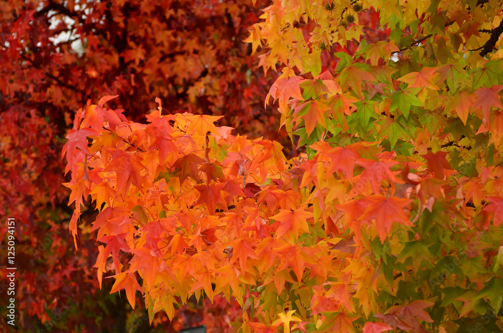 red maples in autumn