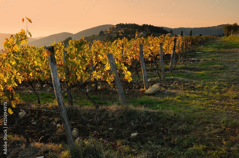 Vineyards in Tuscany, Italy.