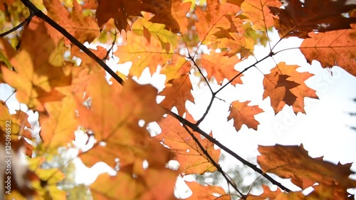 Sun shining through autumn leaves blowing in breeze