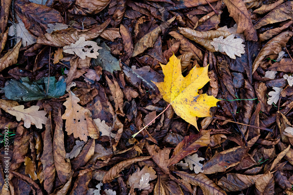 feuille morte automne saison marron sol forêt arbre platane jau