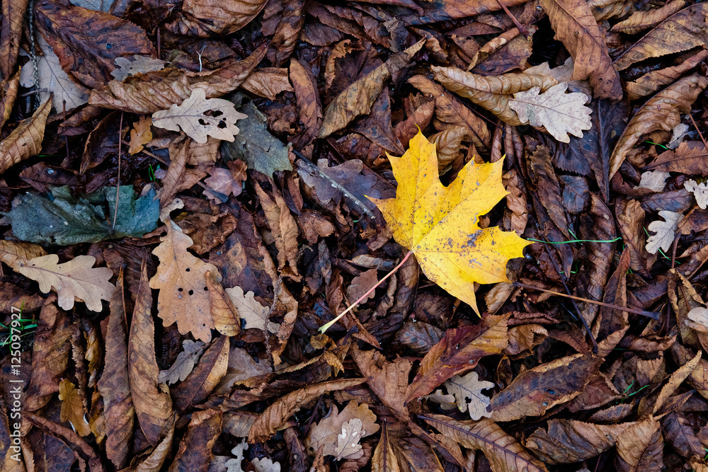 feuille morte automne saison marron sol forêt arbre platane jau feuille morte automne saison marron sol forêt arbre platane jau