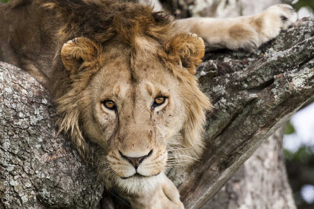 Obraz premium Lion on a tree