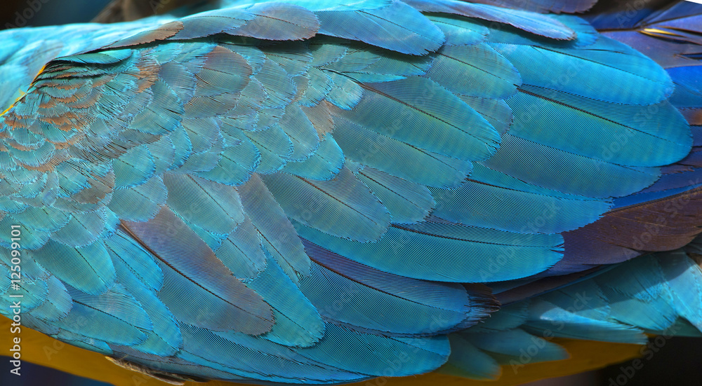 Obraz premium Colorful of blue and gold bird's feathers, exotic nature background and texture ,macaw feathers, wing macaw