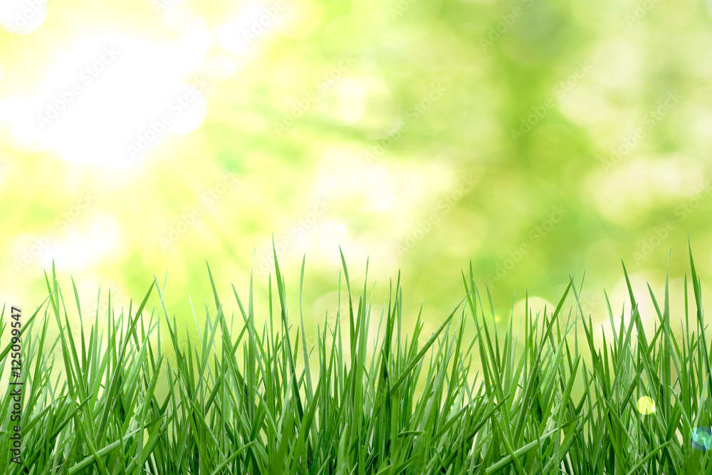 Gras Wiese mit Bokeh Gras Wiese mit Bokeh