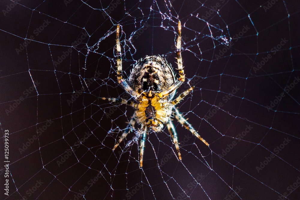 Sleeping Spider on web Macro Shot Sleeping Spider on web Macro Shot