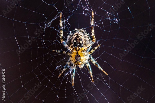  Sleeping Spider on web Macro Shot