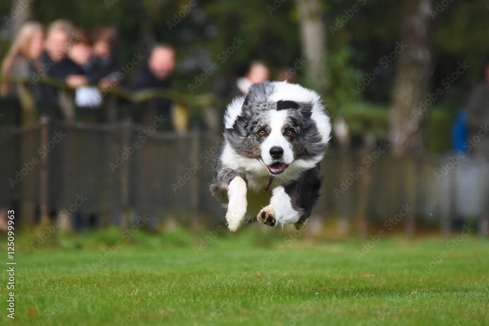 Australian Shepherd rennt Australian Shepherd rennt
