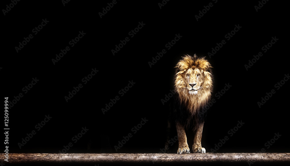 Fototapeta premium Portret pięknego lwa, lwa w ciemności