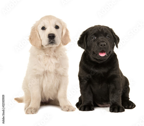 Fototapeta Naklejka Na Ścianę i Meble -  Cute blond golden retriever puppy and black labrador retriever puppy sitting next to each other isolated on a white background