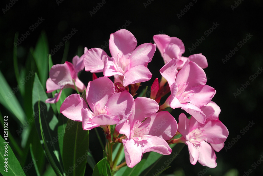 Beautiful pink Magnolia flowers bloom on the branch Beautiful pink Magnolia flowers bloom on the branch