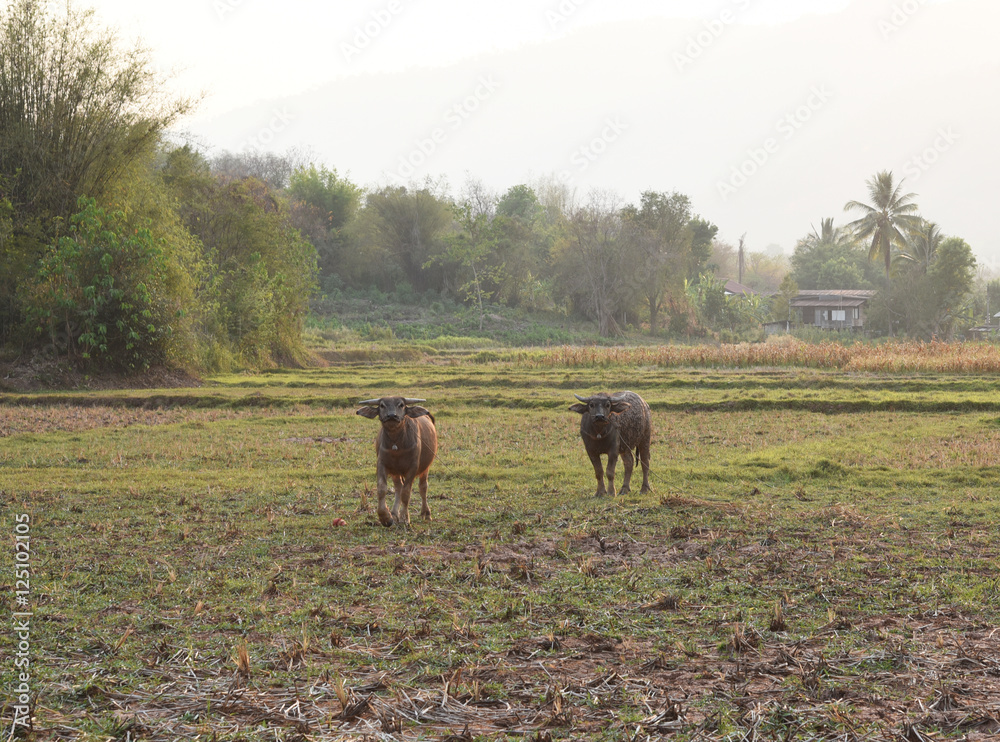 Fototapeta premium the buffaloes are in the farm