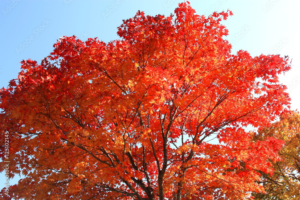 Autumn leaves of Sapporo park