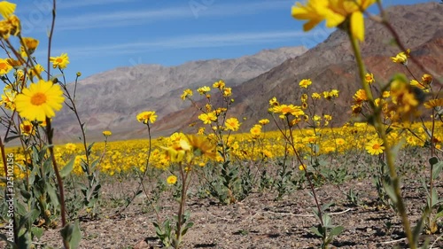 Dolly of Skull & Desert Flower Super Bloom in Death Valley 