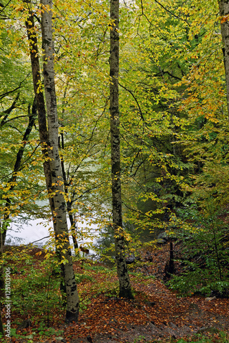 Fototapeta Naklejka Na Ścianę i Meble -  autumn landscape