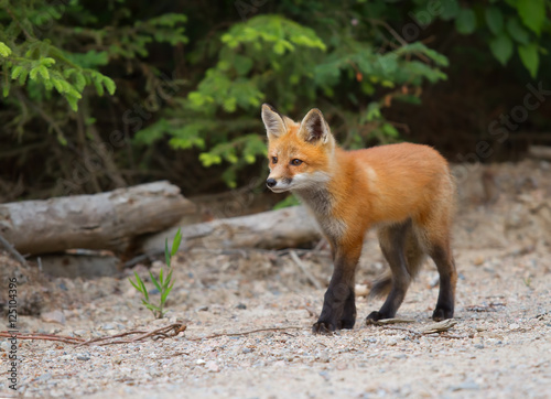 A Red fox kit (Vulpes vulpes) with a bushy tail in Algonquin Park, Canada in autumn © Jim Cumming