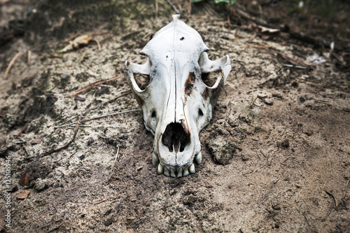 skull of a predatory animal on the dead ground..